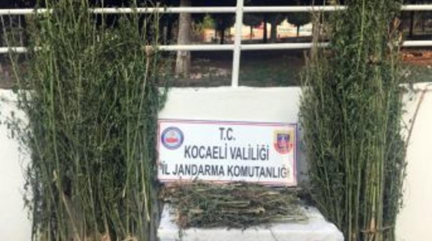 Ormana Hint Keneviri Eken 2 Kişi G&ouml;zaltına Alındı