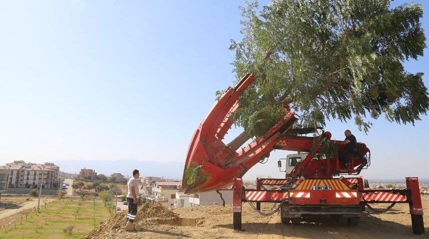 Nakledilen Ağa&ccedil;lar Yeni Toprağıyla Buluşuyor