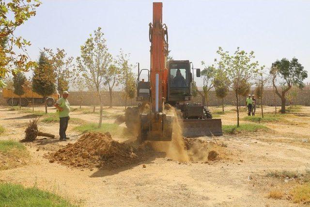 Nakledilen Ağaçlar Yeni Toprağıyla Buluşuyor