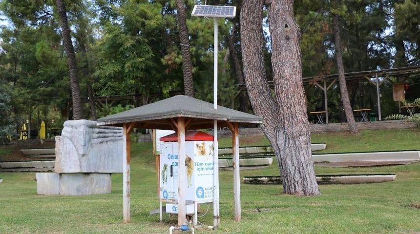B&uuml;y&uuml;kşehir Sokak Hayvanlarına Sahip &Ccedil;ıkıyor