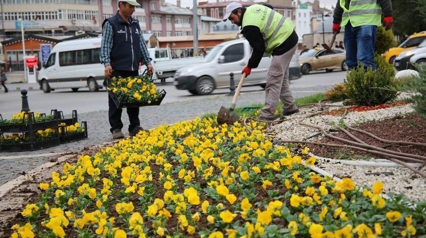 Sivas’ta Soğuğa Dayanıklı Çiçek Dikildi