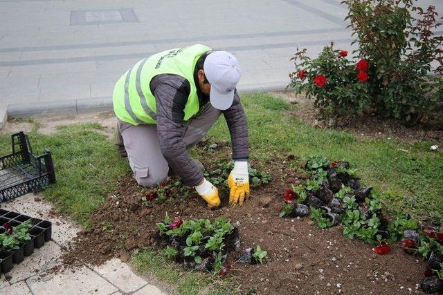 Sivas’ta Soğuğa Dayanıklı Çiçek Dikildi