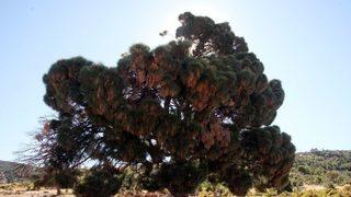 260 Yaşındaki Ağaç Görenleri Şaşırtıyor