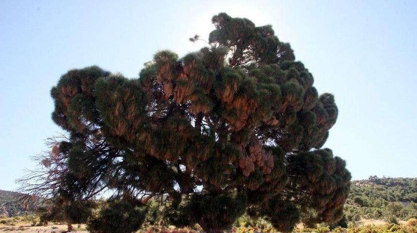 260 Yaşındaki Ağaç Görenleri Şaşırtıyor