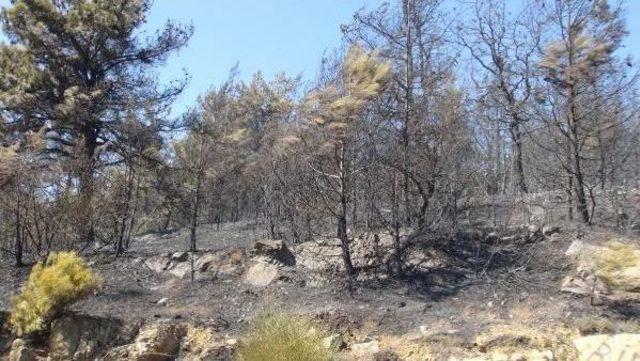 Tekirdağ'da 10 Hektar Ormanlık Yandı