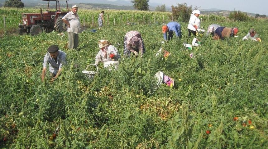 Sal&ccedil;alık Domates 45 Kuruş