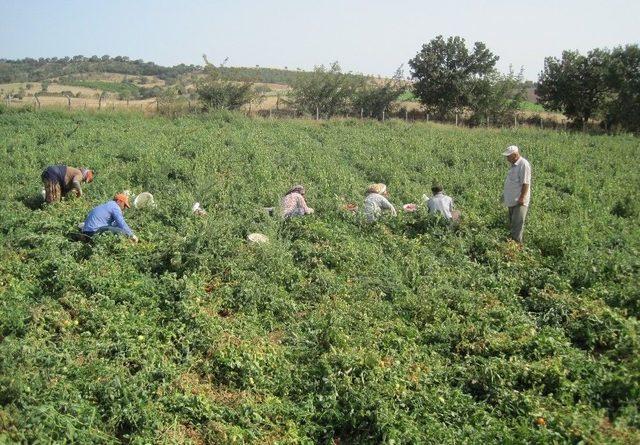 Salçalık Domates 45 Kuruş