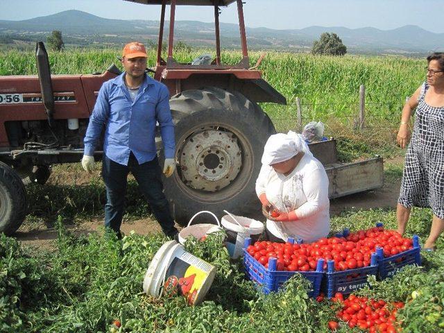 Salçalık Domates 45 Kuruş