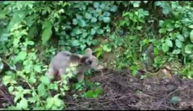 Yaralı Yavru Ayı Tedavisinin Ardından Doğaya Bırakıldı 1