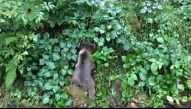 Yaralı Yavru Ayı Tedavisinin Ardından Doğaya Bırakıldı 2