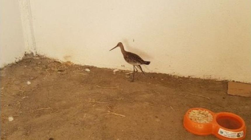 Yaralı &Ccedil;ulluk Kuşu Tedavi Altına Alındı