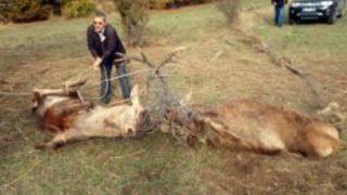 Çiftleşme Kavgasında Tellere Takılan 2 Geyikten Biri Telef Oldu