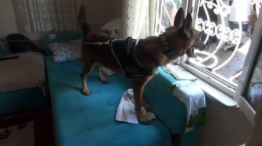 Narkotik K&ouml;peği "maya" Uyuşturucuyu Işte B&ouml;yle Buldu