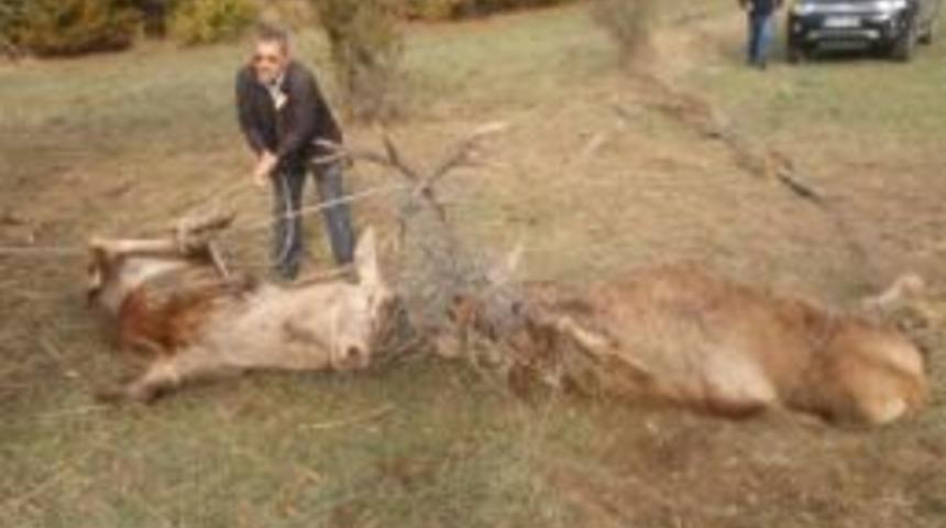 Tel &Ouml;rg&uuml;ye Takılan 2 Geyikten 1'i Telef Oldu, Diğeri Yaralandı