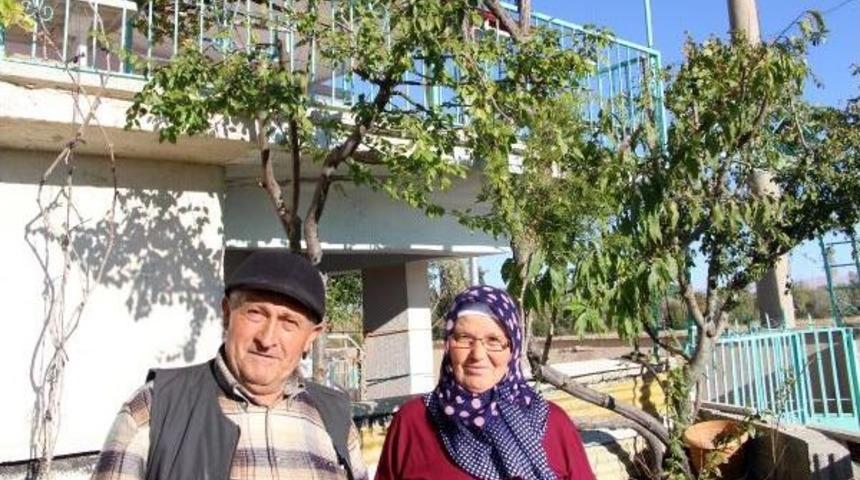 Sonbaharda Çiçek Açan Erik Ağaçları Şaşırttı