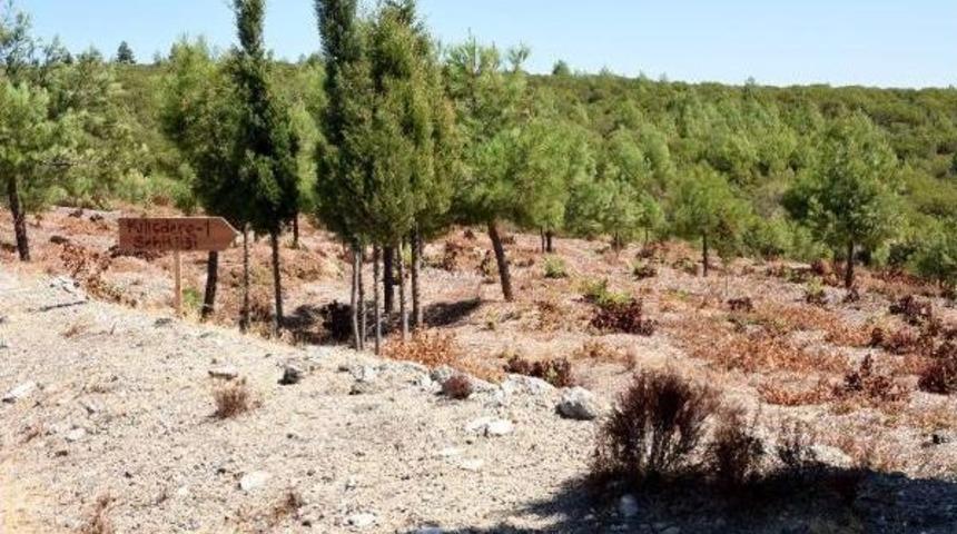 Gelibolu'da 15 Şehitlik Ihya Edilecek