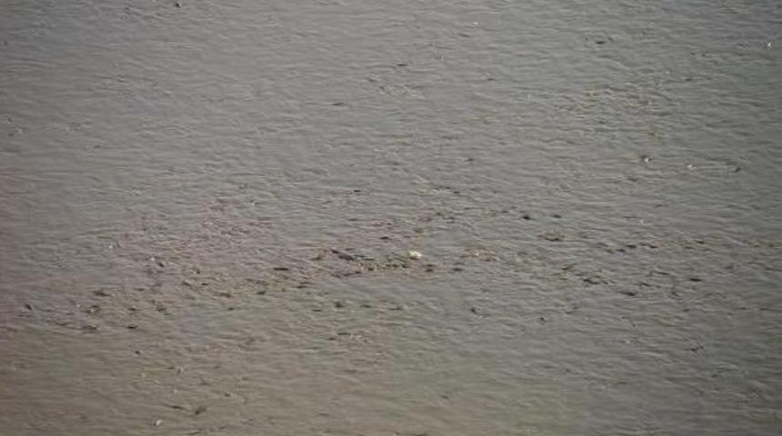 Su Seviyesi D&uuml;ş&uuml;nce G&ouml;letteki Onbinlerce Balık Telef Oldu