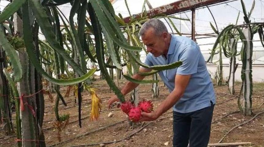 Ananasın Krallığına Son Veren Ejder Meyvesi Ortaca'da