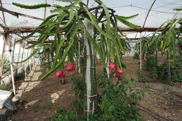 Ananasın Krallığına Son Veren Ejder Meyvesi Ortaca'da