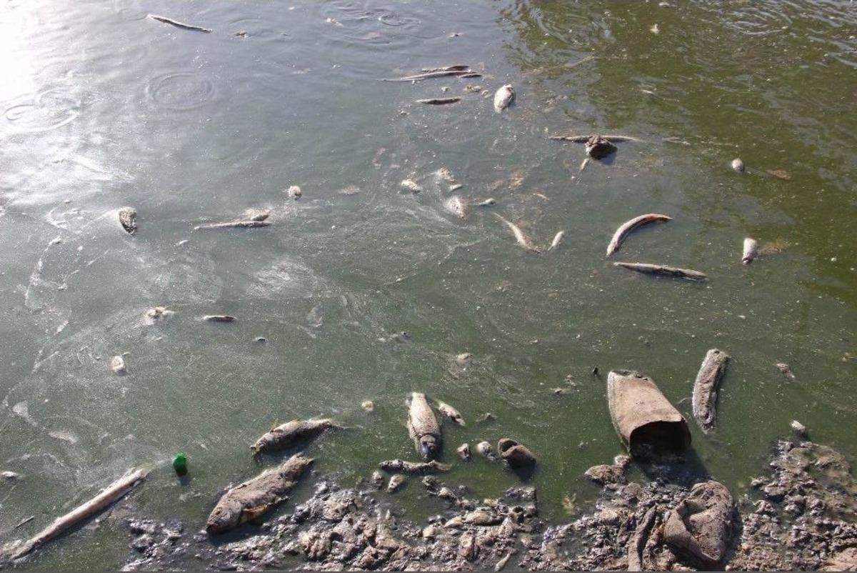 Sular &Ccedil;ekilince Binlerce Balık Telef Oldu