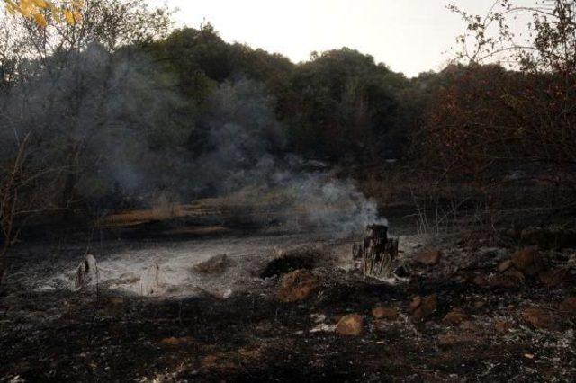 Tokat'ta Orman Yangını