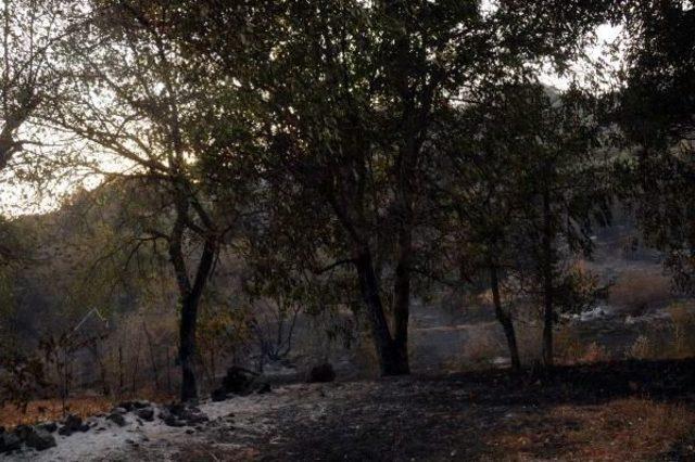 Tokat'ta Orman Yangını