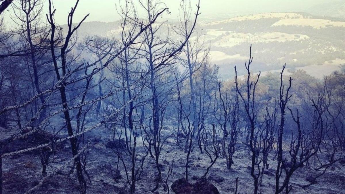 Selendi&rsquo;de 80 D&ouml;n&uuml;m Kızıl&ccedil;am Ormanı K&uuml;l Oldu