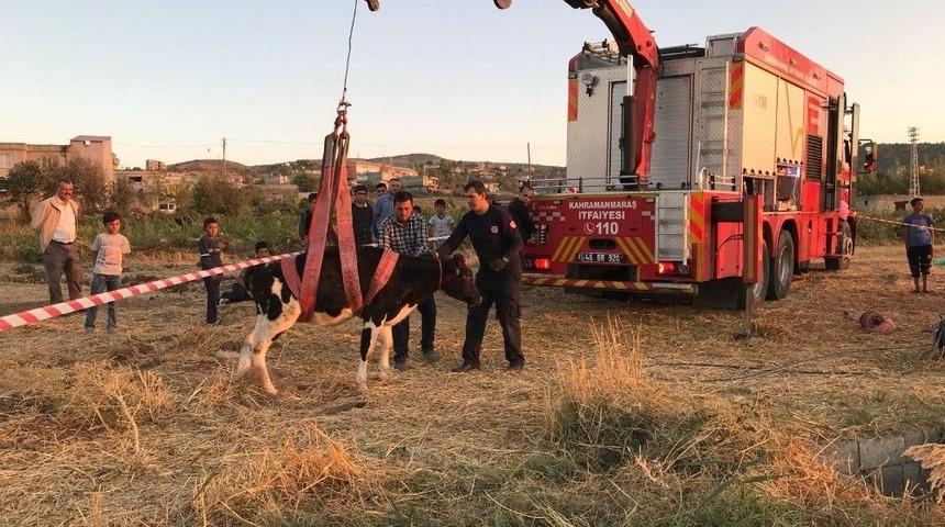 Su Kuyusuna D&uuml;şen İnek İ&ccedil;in Seferber Oldular