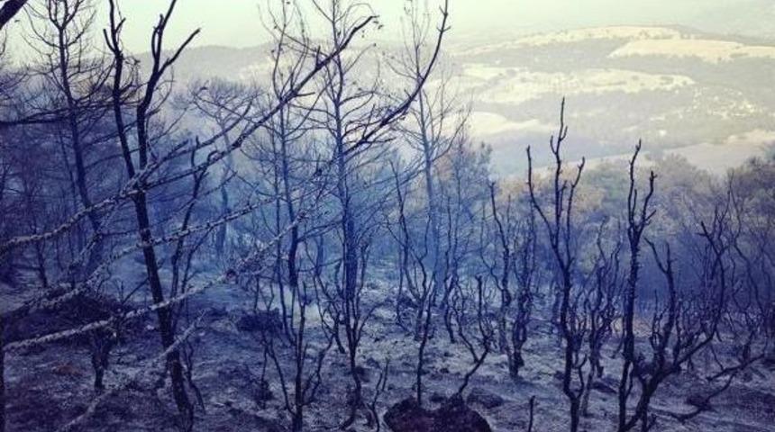 Manisa'da Orman Yangını