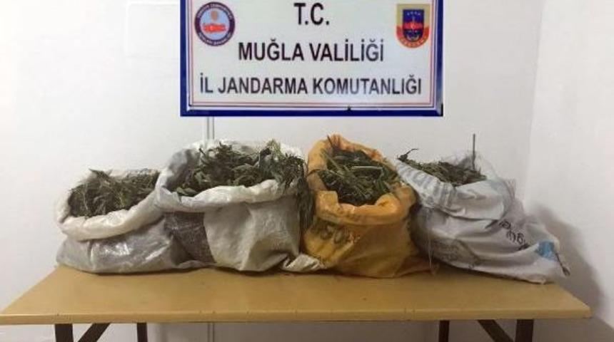 Muğla'da 10 Kilogram Kubar Esrar Ele Geçirildi 