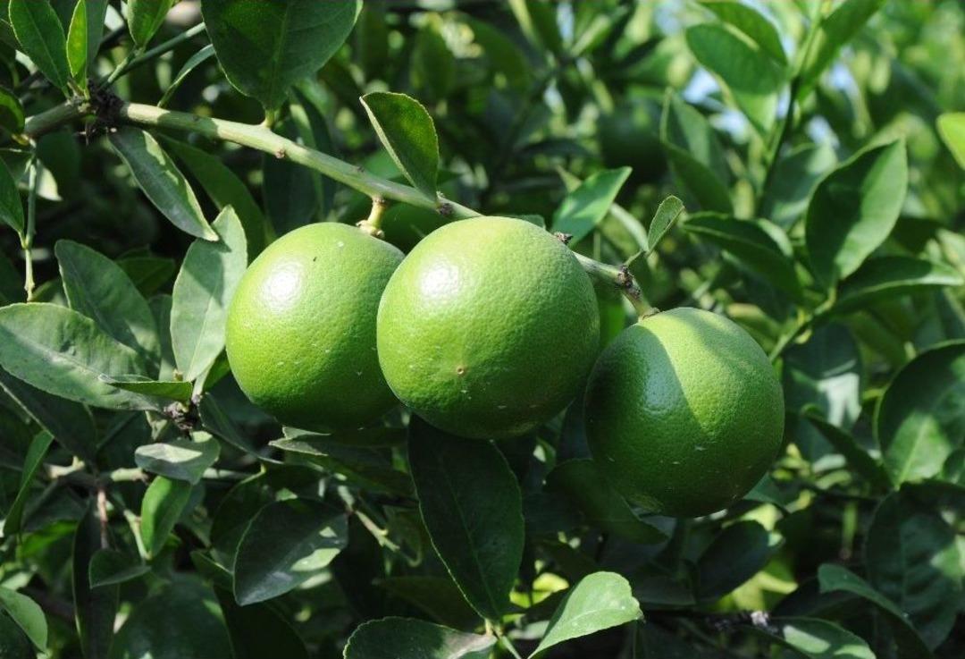 Mersin&rsquo;de Limon Hasadı Başladı