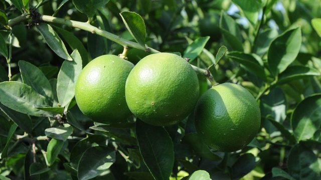 Mersin’de Limon Hasadı Başladı