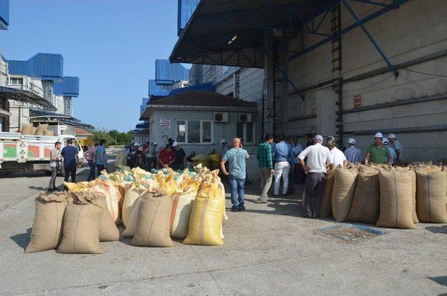 Üreticiler Tmo’yu Tercih Ediyor