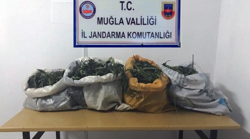 Menteşe&rsquo;de Jandarmadan Esrar Operasyonu