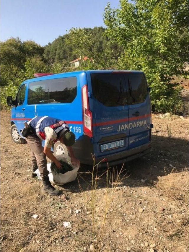 Menteşe’de Jandarmadan Esrar Operasyonu 1