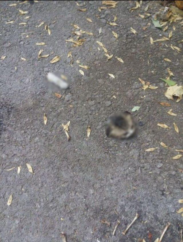 Kafası Kesilen Yavru Kedi Emniyeti Harekete Ge&ccedil;irdi 3