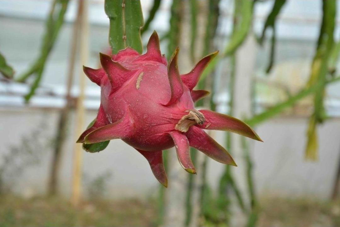 Muğlalı &Ccedil;ift&ccedil;inin Alternatif &Uuml;r&uuml;n Umudu: Ejder Meyvesi