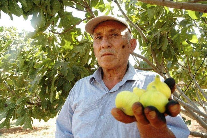 Kurutmalık Sarılop İncir Hasadı Yapıldı G1
