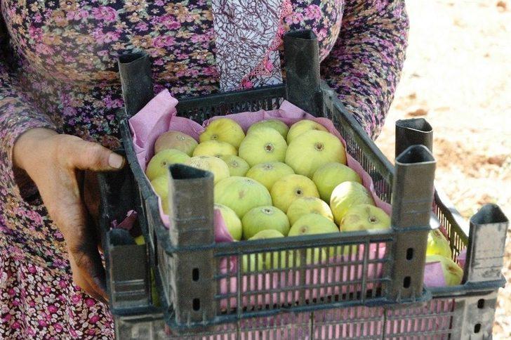 Kurutmalık Sarılop İncir Hasadı Yapıldı G2