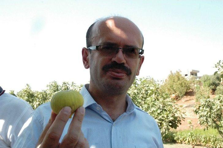 Kurutmalık Sarılop İncir Hasadı Yapıldı G3