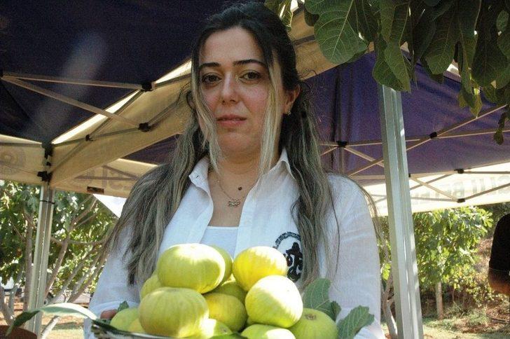 Kurutmalık Sarılop İncir Hasadı Yapıldı G4