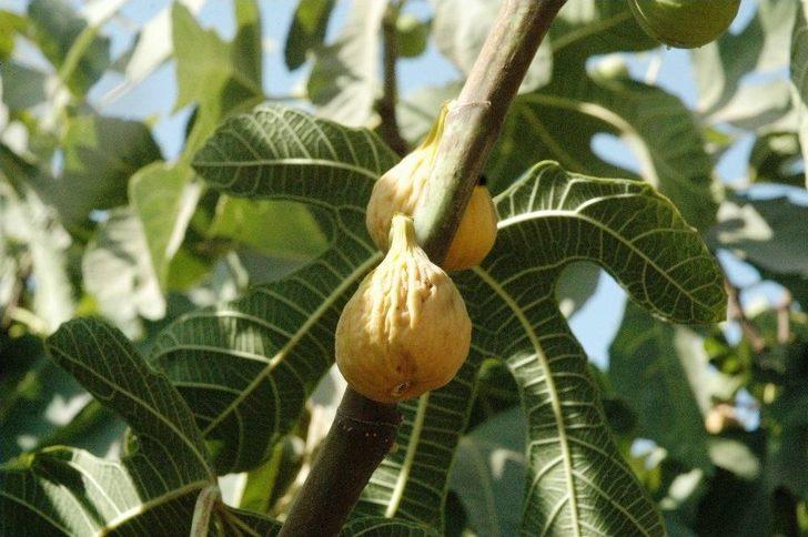 Kurutmalık Sarılop İncir Hasadı Yapıldı G5