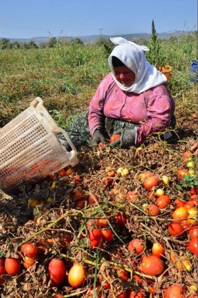 Salçalık Domatesin Fiyatı Düştü, Çiftçi Tepki Gösterdi