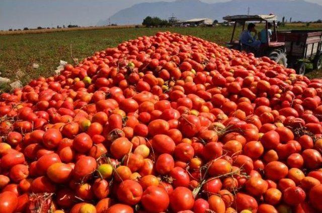 Salçalık Domatesin Fiyatı Düştü, Çiftçi Tepki Gösterdi