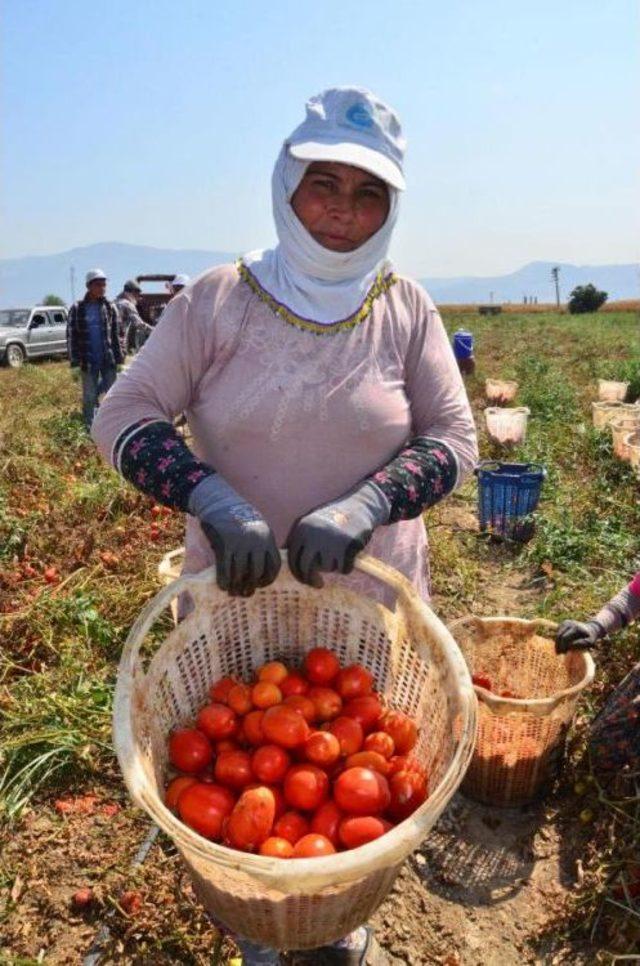 Salçalık Domatesin Fiyatı Düştü, Çiftçi Tepki Gösterdi