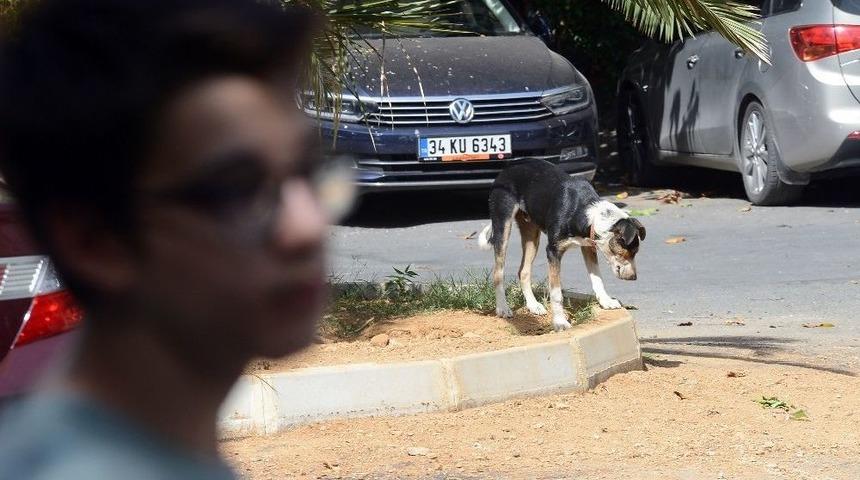 (özel Haber) Sarıyer’de Saldırgan Sokak Köpekleri Yüzünden Mahalleli Dışarı Çıkamıyor