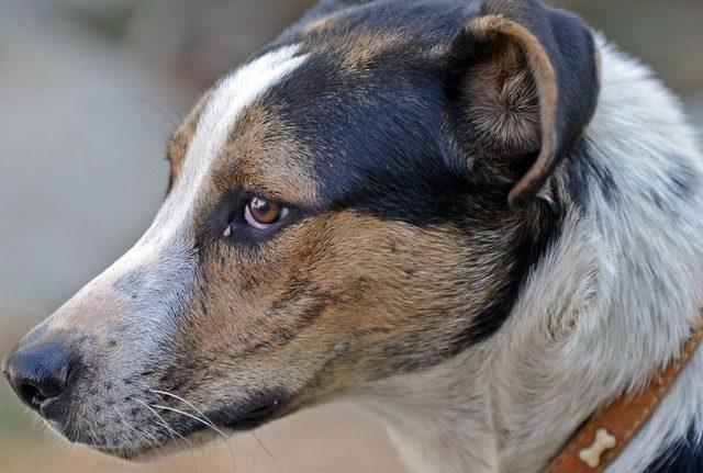 (özel Haber) Sarıyer’de Saldırgan Sokak Köpekleri Yüzünden Mahalleli Dışarı Çıkamıyor