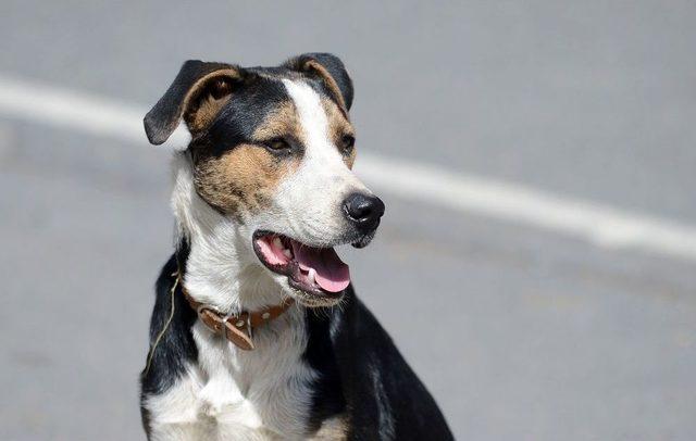 (özel Haber) Sarıyer’de Saldırgan Sokak Köpekleri Yüzünden Mahalleli Dışarı Çıkamıyor