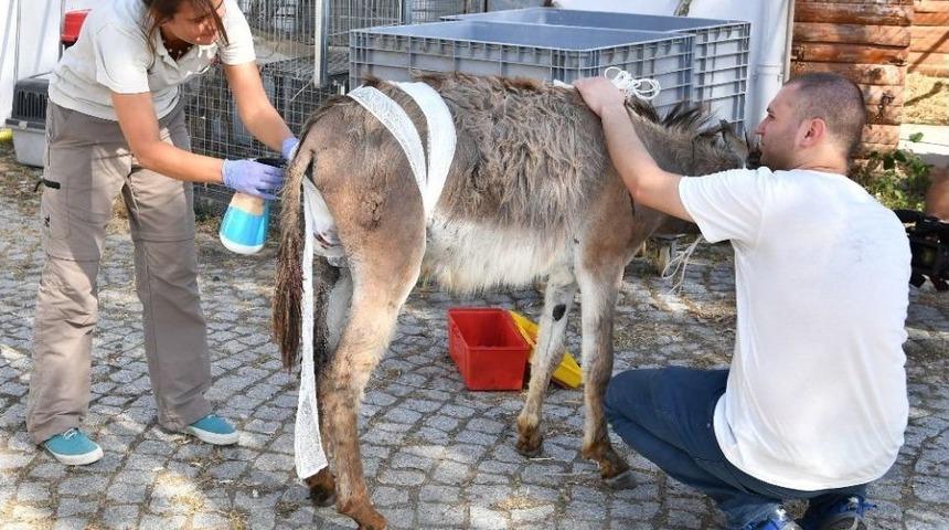 Doğal Yaşam&rsquo;da Yaralar Sarıldı