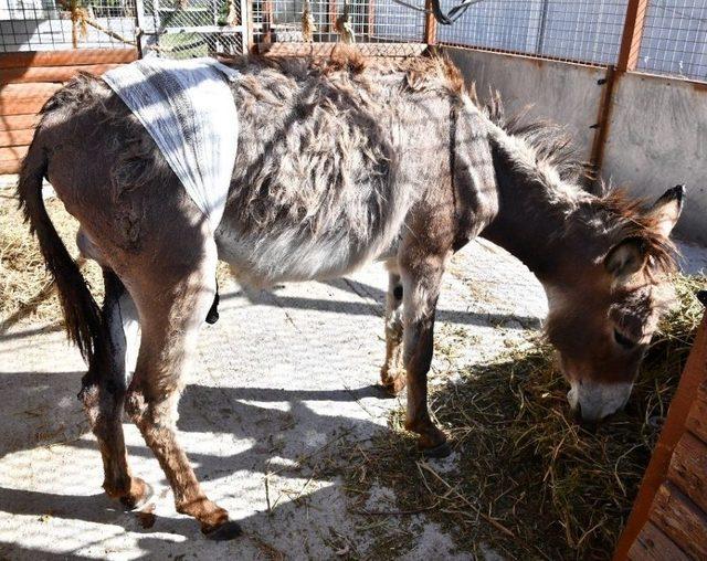 Doğal Yaşam’da Yaralar Sarıldı 1